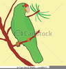 Amazon Parrot Clipart Image