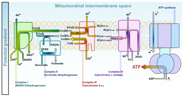 electron transport chain. Etc Electron Transport Chain