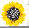 Sunflower Seeds Clipart Image