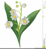 Free Clipart Lilies Image