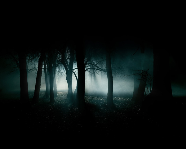Dark Forest | Free Images at Clker.com - vector clip art online