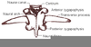 Th Vertebra Frog Image