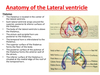 Anatomy Lateral Ventricle Image