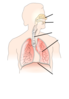 Unlabelled Respiratory System Clip Art
