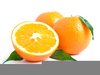 Oranges Clipart Image