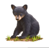 Black Bear Cub Clipart Image