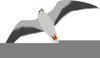 Seagull Clipart Free Image