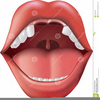 Two Front Teeth Clipart Image