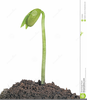 Bean Sprout Clipart Image