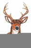 Deer Heads Clipart Image