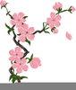 Asian Cherry Blossom Clipart Image