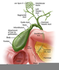 Gallbladder Anatomy Fundus Image