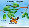 Free Butterfly Life Cycle Clipart Image