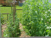 Tall Pea Plant Image