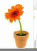 Clipart Of Flowers In A Pot Image