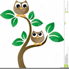 Owls In A Tree Clipart Image