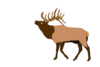 Elk Image