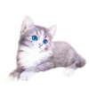 Kitten Image