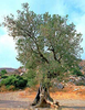 Greek Olive Tree Image