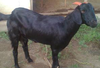 Osmanabadi Goat Characteristics Image