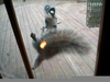 Ninja Squirrel Image