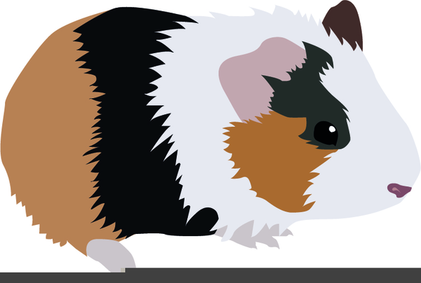 Clipart Guinea Pig Free Images At Clker Com Vector Clip Art Online Royalty Free Public Domain Download guinea pig stock vectors. clker