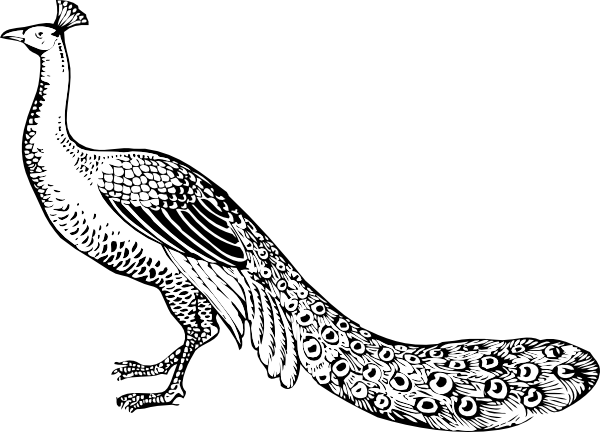 free black and white peacock clipart - photo #14