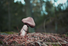 Wild Mushroom Image