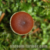 Mushroom Head Image