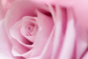 Pink Rose Osb Image