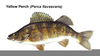 Fish Perch Clipart Image