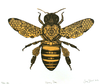 Vintage Bees Clipart Image