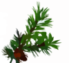 Pine Branch Clip Art