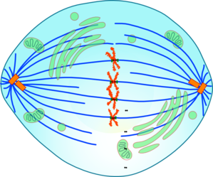 Metaphase Cell With Kinetochores Clip Art