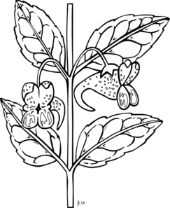 Impatiens Capensis Plant Clip Art