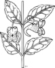 Impatiens Capensis Plant Clip Art