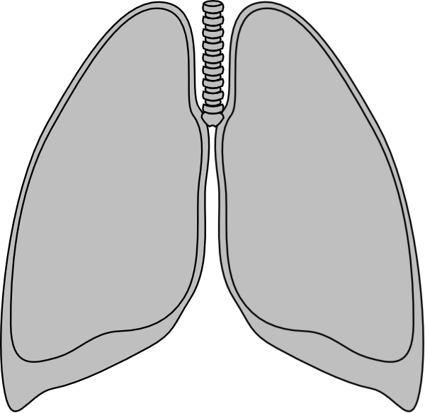 lungs clipart vector - photo #34