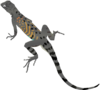 Lizard Clip Art