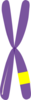 Single Chromosome Clip Art