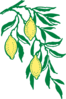 Lemon Twig Clip Art