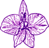 Purple Orchid Clip Art