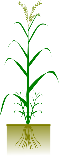 rice plant clipart - photo #10