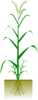 Cereal Plant Clip Art