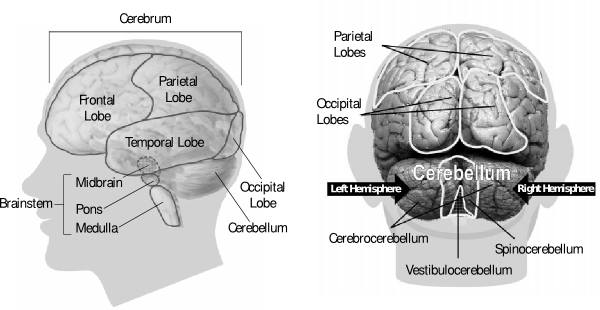human brain diagram. human brain diagram. Human+rain+blank+diagram; Human+rain+blank+diagram