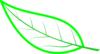 Cryptpoint Leaf Peremeter 01 Clip Art
