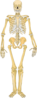 Skeleton Clip Art