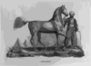 Araber Arabian Horse Clip Art