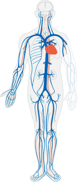 Venous System (no Labels) Clip Art at Clker.com - vector clip art