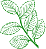 Green Outlined Mint Leaves Clip Art