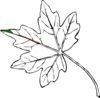 Canada+maple+leaf+outline